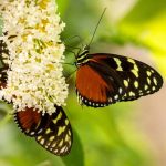 biodiversidad