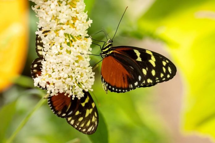 biodiversidad