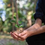 programa de reforestación