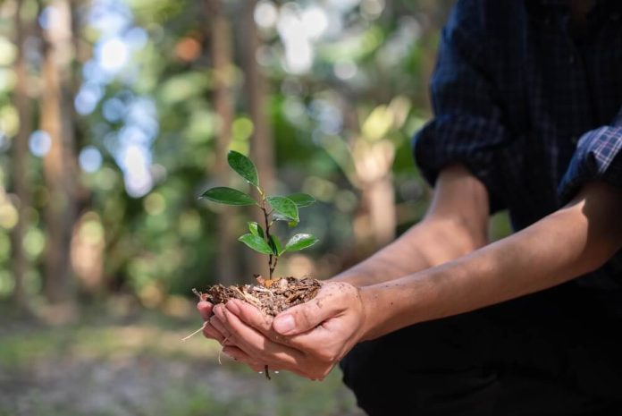 programa de reforestación